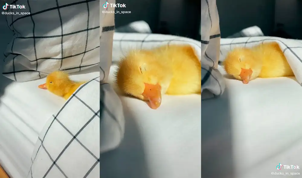 El pequeño ave logró conmover a su dueño con su tierna apariencia. Foto: captura de TIkTok