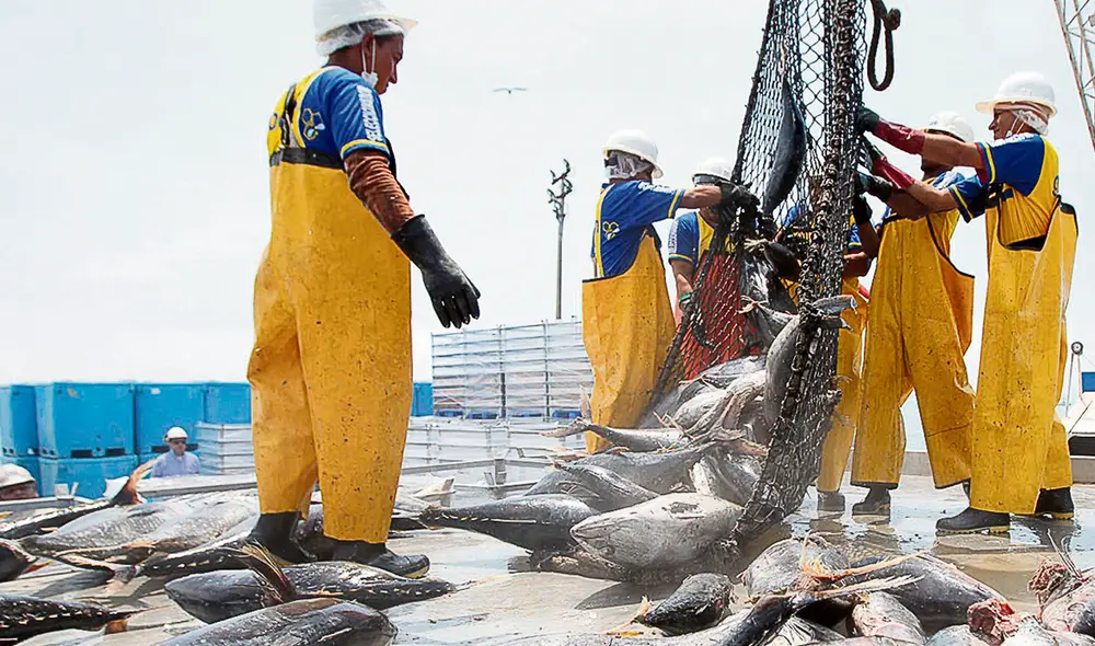 Pesca. Conexión de los Cuellos Blancos llegó al sector pesquero. Foto: Andina