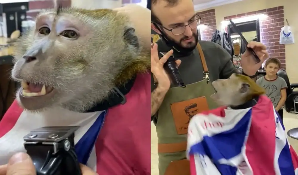 Monito se enoja con barbero porque demora en realizarle cambio de look Monito se enoja con barbero porque demora en realizarle cambio de look