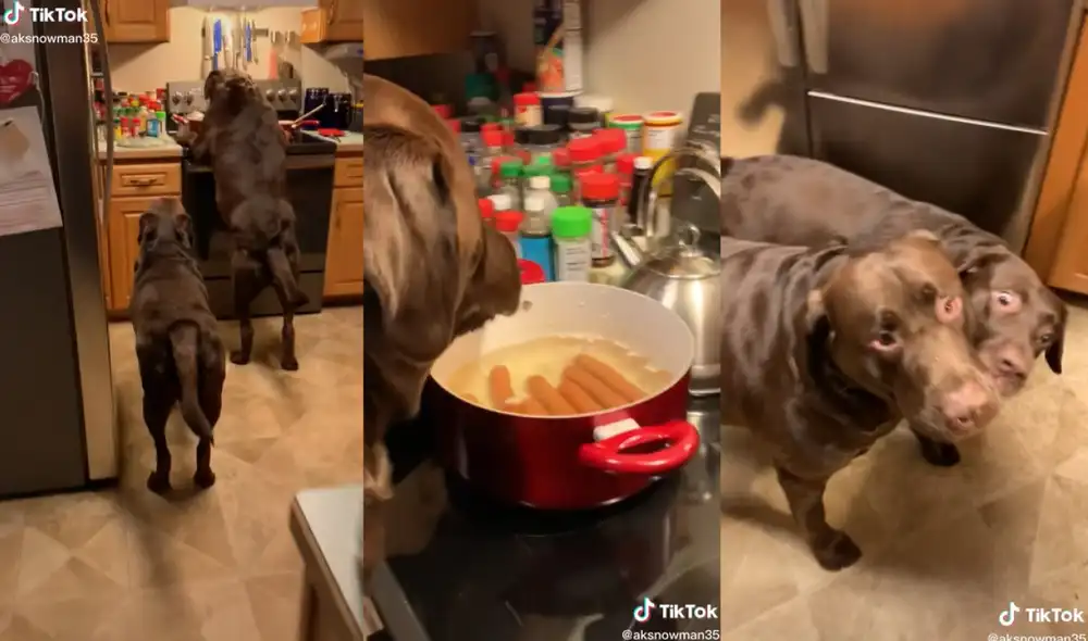 Los perritos fueron atrapados por su dueño, quien les llamó la atención por la travesura realizada. Foto: captura de TikTok