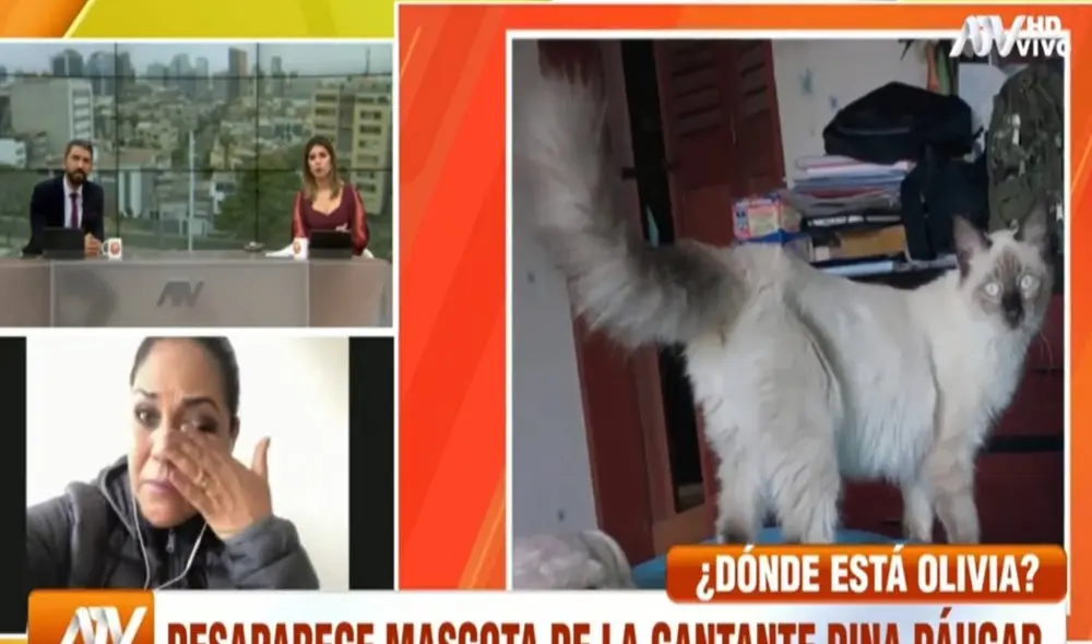 Dina Páucar aseguró que dará recompensa por la gatita. Foto: captura ATV