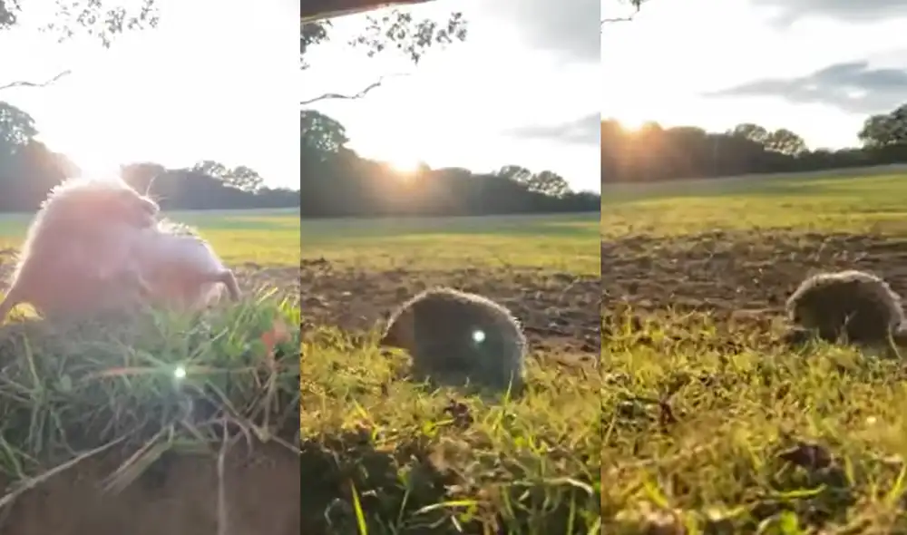 Moose es un erizo pigmeo africano tiene 2 años de vida. Foto: captura de YouTube Moose es un erizo pigmeo africano tiene 2 años de vida. Foto: captura de YouTube