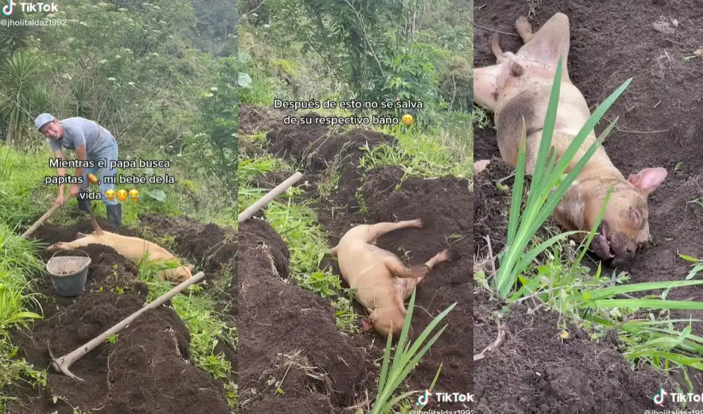 La mascota se quedó a descansar en la tierra luego de revolcarse. Foto: captura de TikTok