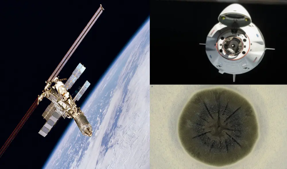 A la izq., la Estación Espacial Internacional; a la der., la cápsula Dragon de SpaceX y el hongo Cladosporium sphaerospermum. Foto: composición / NASA