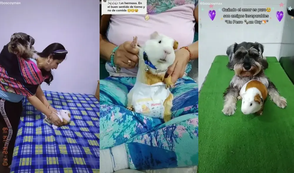 Las mascotas de la joven formaron parte del divertido clip que los mostraba como los bebés de su ama. Foto: captura de TikTok