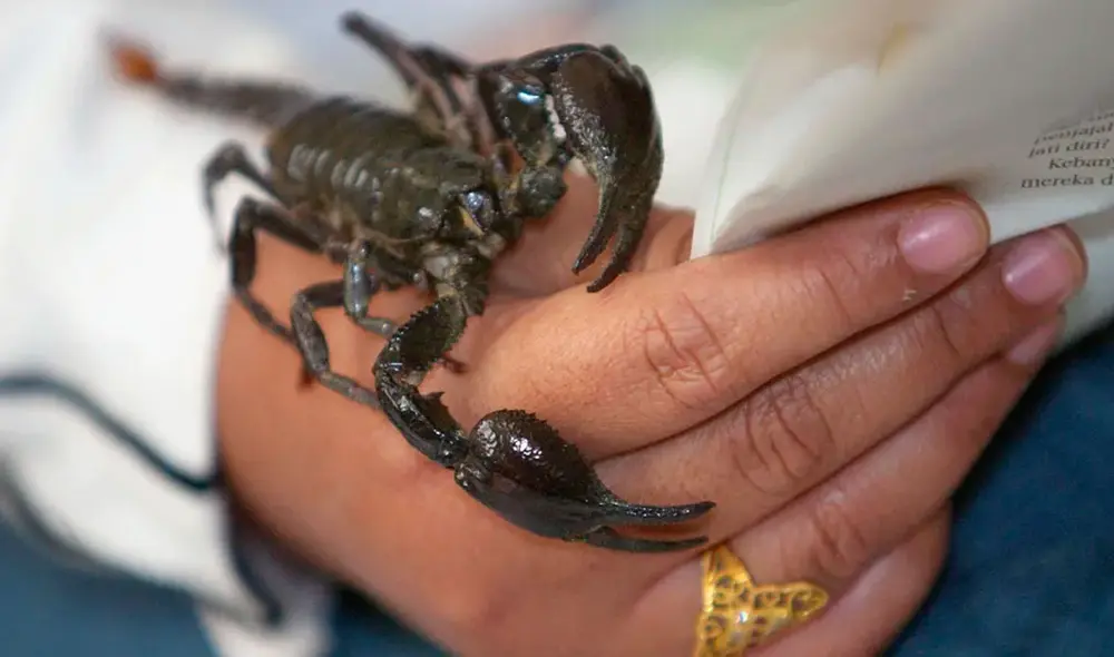 El gobernador Ashraf Attia decidió suspender las clases el último domingo tras la plaga de escorpiones en Egipto. Foto: ABC El gobernador Ashraf Attia decidió suspender las clases el último domingo tras la plaga de escorpiones en Egipto. Foto: ABC