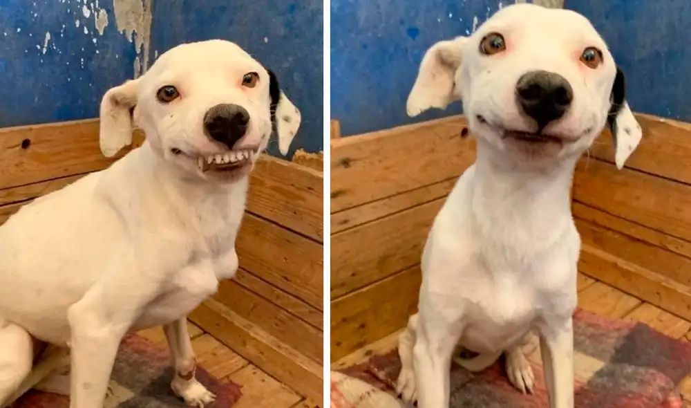 Las fotografías de la mascota se han ganado los corazones de miles de usuarios en redes sociales. Foto: captura de Facebook