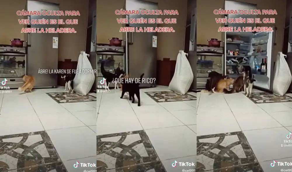Los traviesos felinos se agruparon para lograr su objetivo y así observar qué alimentos podrían encontrar en el refrigerador. Foto: captura de TikTok