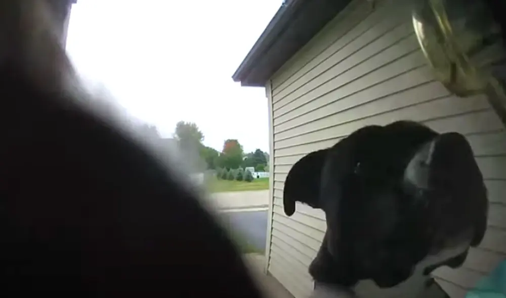 El video viral ha sido compartido en el canal Ring. Foto: captura de Facebook