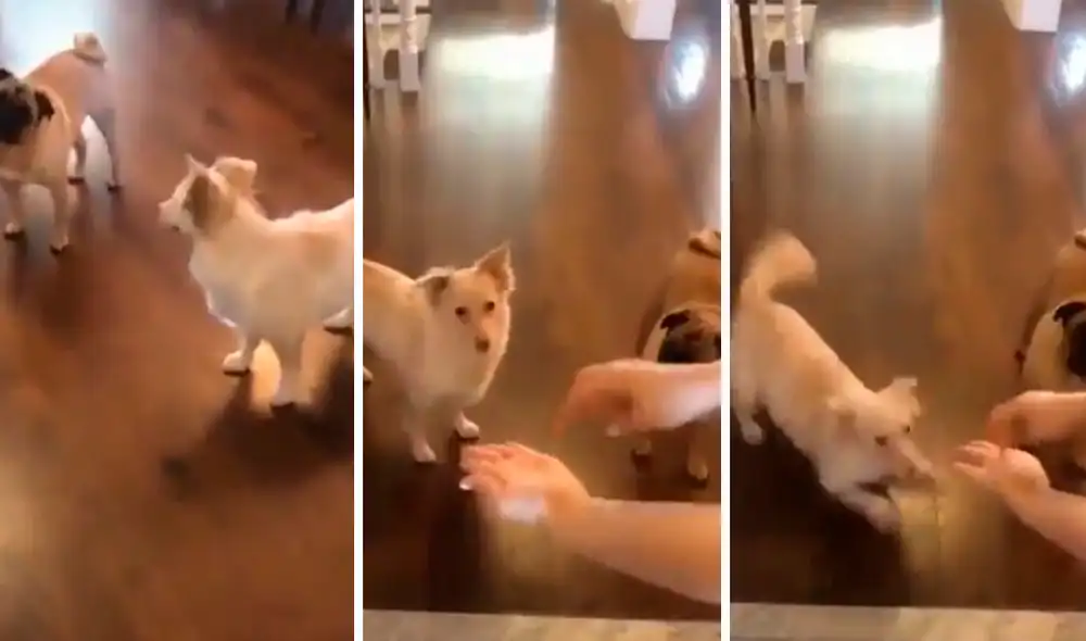 Tan solo basta que muevan los dedos y la mano izquierda para que la mascota entienda que saldrá a pasear a la calle. Foto: captura de Facebook