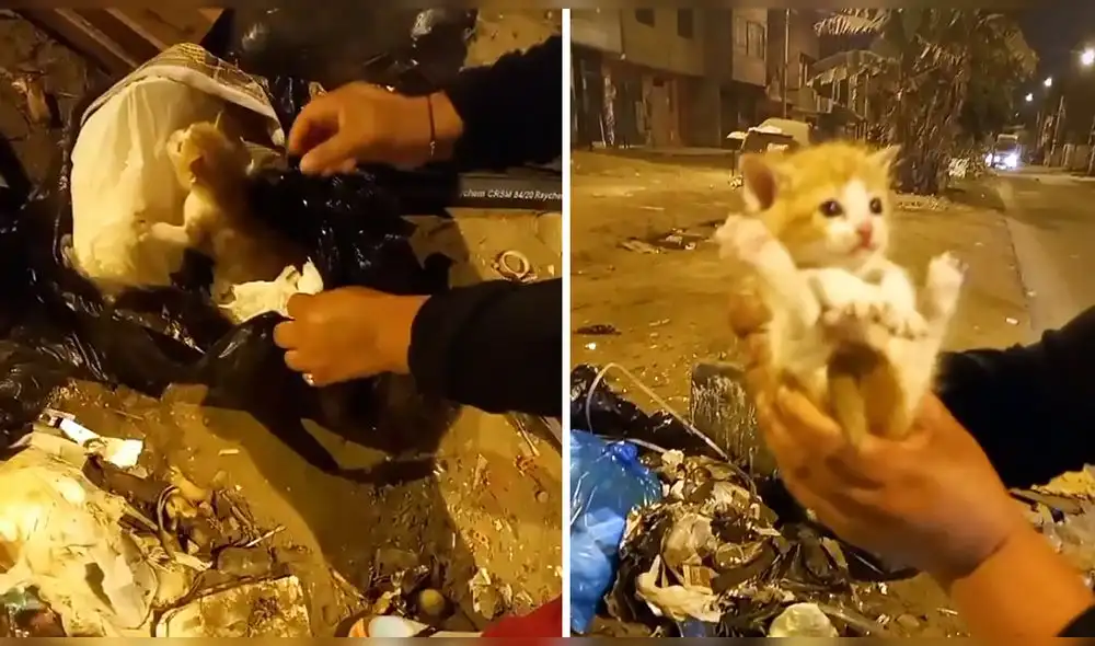 En los comentarios, lo usuarios de TikTok felicitaron a las personas que consiguieron salvar al felino. Foto: captura de TikTok