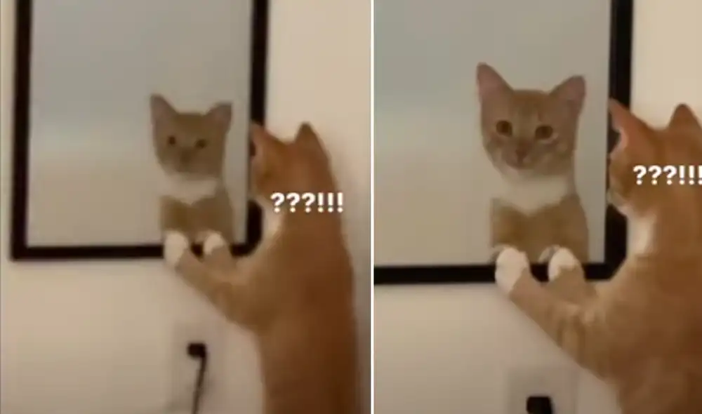 El video ha sido compartido en la página Rumble Viral. Foto: captura de Facebook