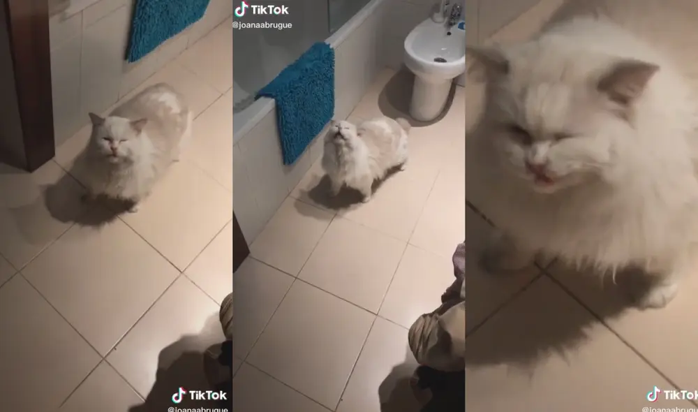 El tierno felino sorprendió a los usuarios, por ello muchos decidieron apodarlo el gato 'Beat box'. Foto: captura de TikTok El tierno felino sorprendió a los usuarios, por ello muchos decidieron apodarlo el gato 'Beat box'. Foto: captura de TikTok