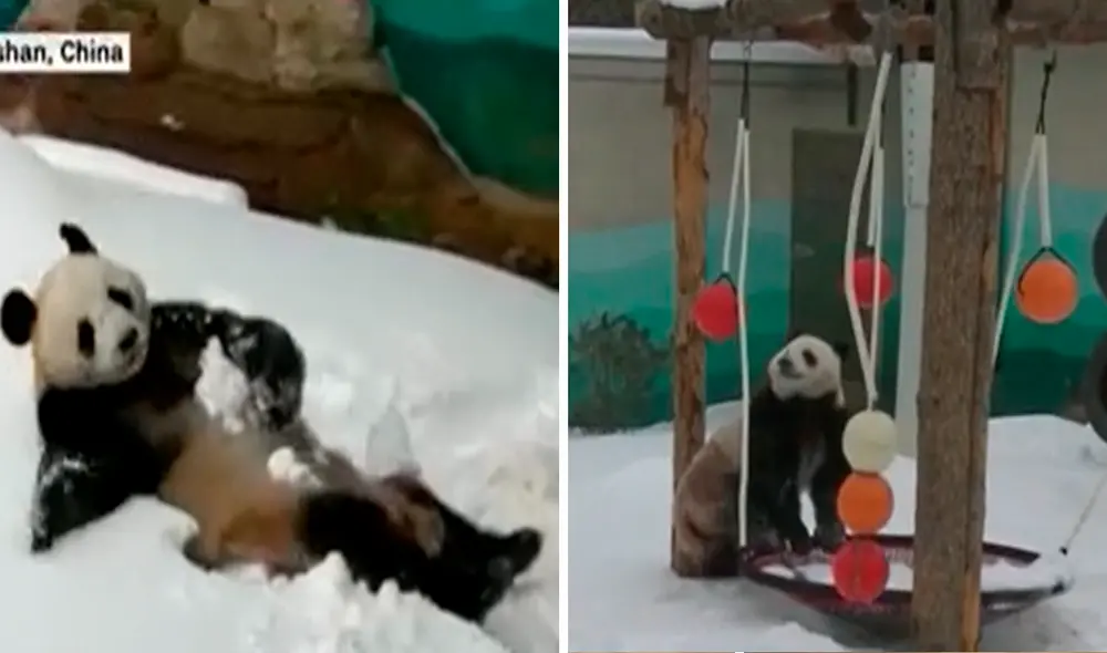 El panda jugaba muy emocionado con la nieve en su recinto al verla por primera vez. Foto: captura de YouTube El panda jugaba muy emocionado con la nieve en su recinto al verla por primera vez. Foto: captura de YouTube