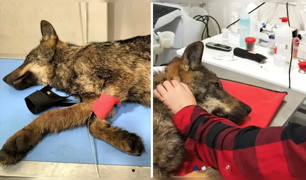 Un lobo fue rescatado en España luego de haber sufrido un accidente. Foto: captura de Facebook