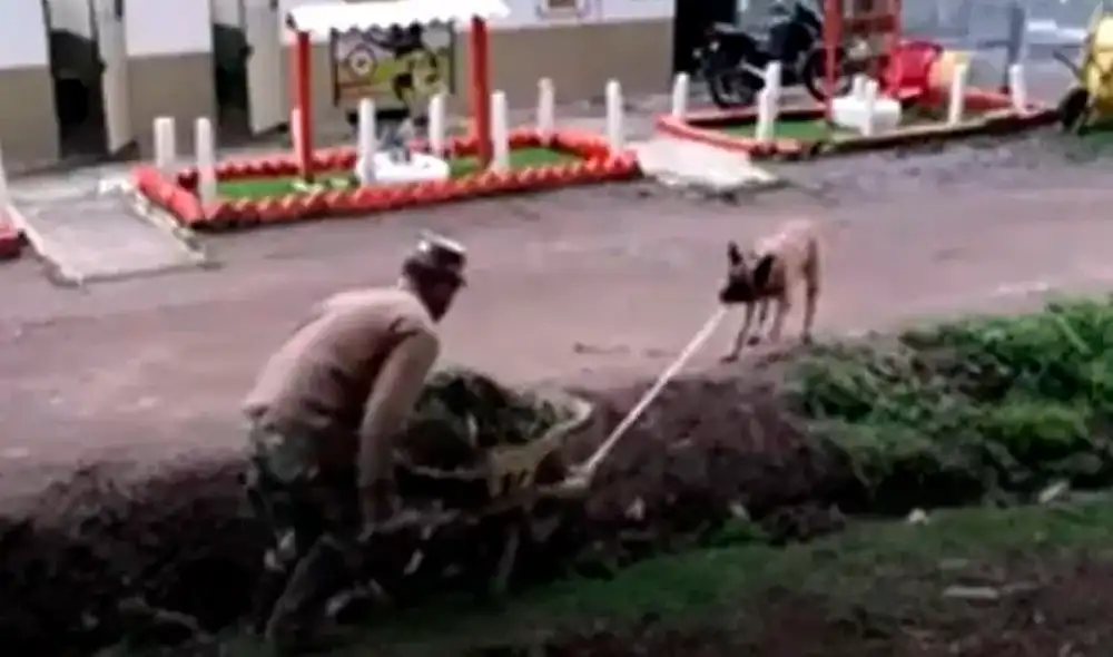 El jardinero no imaginó que su astuto perro lo ayudaría a sacar su carretilla de una zanja en el jardín. Foto: captura de YouTube El jardinero no imaginó que su astuto perro lo ayudaría a sacar su carretilla de una zanja en el jardín. Foto: captura de YouTube