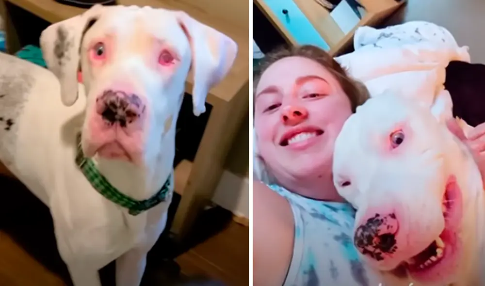 El video viral ha sido compartido en el canal El Dodo. Foto: captura de YouTube El video viral ha sido compartido en el canal El Dodo. Foto: captura de YouTube