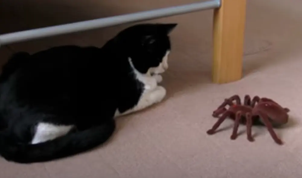 El video viral ha sido compartido en la página Tom and Mimi. Foto: captura de Facebook