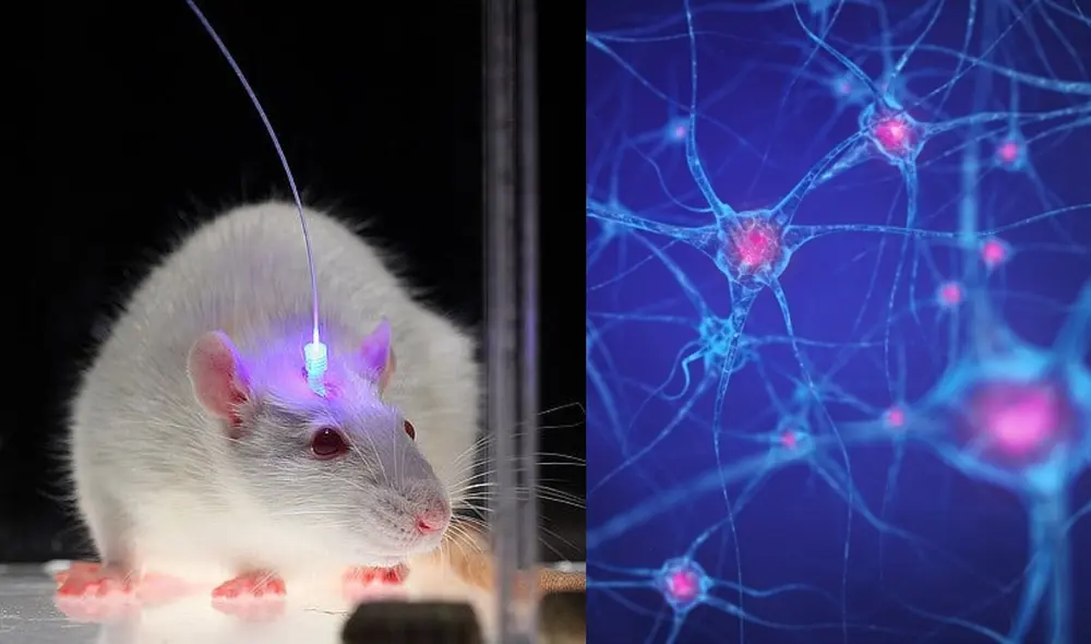 Los neurocientíficos irradiaron luz en los cerebros de los roedores en dos momentos específicos: cuando aprendió una tarea y durante el primer sueño después del aprendizaje. Foto: composición / John Carnett / Popular Science