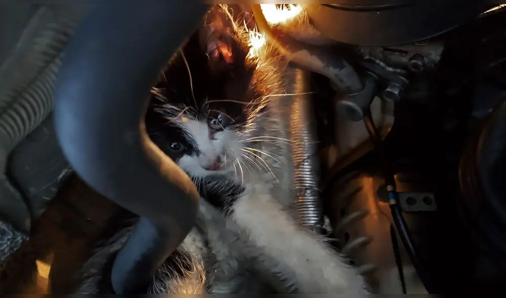 El impactante hecho ocurrió en la ciudad de Goose Creek, en el estado de Carolina del Sur, Estados Unidos. Foto: captura de Facebook