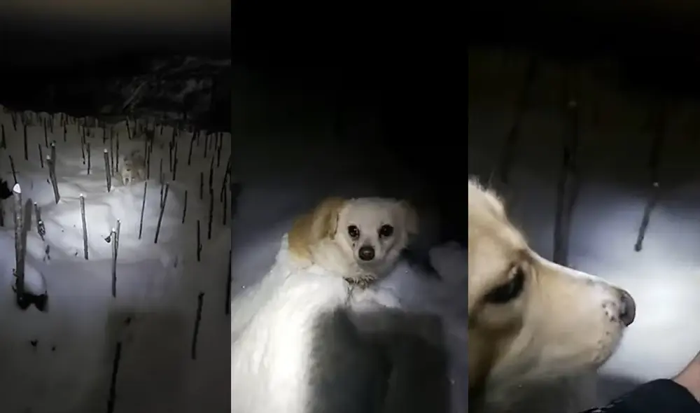 Al perro buscador le llevó cinco minutos encontrar al animal extraviado en la nieve. Foto: captura de YouTube Al perro buscador le llevó cinco minutos encontrar al animal extraviado en la nieve. Foto: captura de YouTube