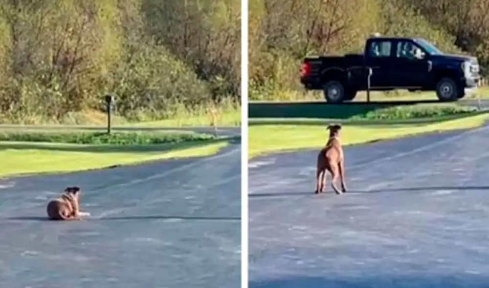 Un hombre encontró a una perrita en las afueras de su trabajo y decidió adoptarla; sin embargo, no imaginó que esta tendría un gesto de agradecimiento. Foto: captura de YouTube Un hombre encontró a una perrita en las afueras de su trabajo y decidió adoptarla; sin embargo, no imaginó que esta tendría un gesto de agradecimiento. Foto: captura de YouTube
