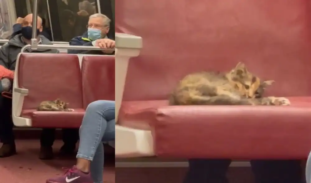 Gatito abandonado es encontrado durmiendo en el asiento de un tren