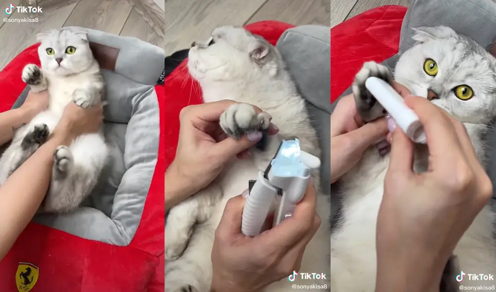 El gatito no pone resistencia a los cuidados que su dueña le hace. Foto: captura de TikTok