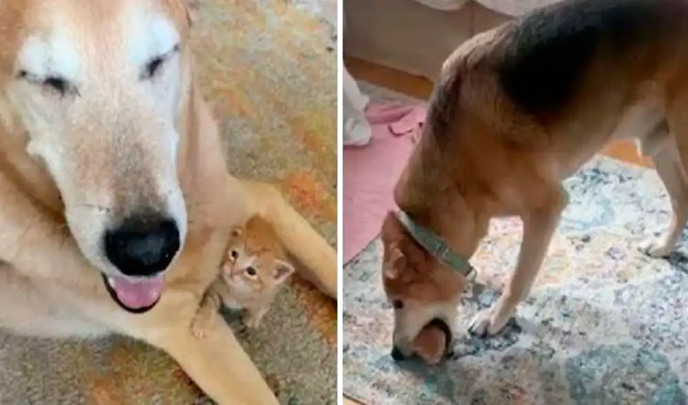 Un perrito se gana el cariño de todos los felinos que llegan a su casa a diario. Los carga con su hocico para no dejarlos a solas. Foto: captura de YouTube Un perrito se gana el cariño de todos los felinos que llegan a su casa a diario. Los carga con su hocico para no dejarlos a solas. Foto: captura de YouTube
