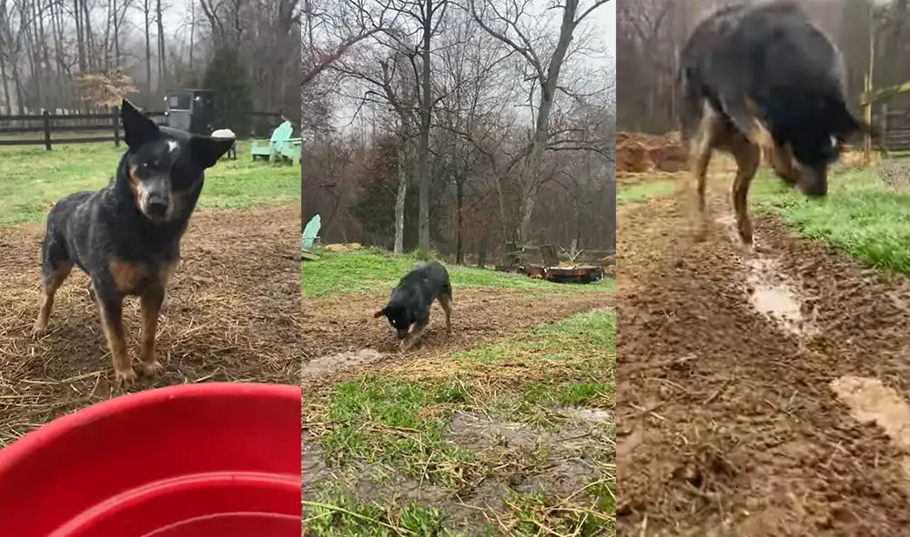 Sissy, la perra de ganado australiana de 4 años excavando la tierra. Foto: captura de YouTube Sissy, la perra de ganado australiana de 4 años excavando la tierra. Foto: captura de YouTube