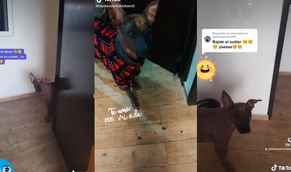 El perrito Dante pidió ayuda a su dueña para recuperar su prenda favorita. Foto: captura de TikTok El perrito Dante pidió ayuda a su dueña para recuperar su prenda favorita. Foto: captura de TikTok