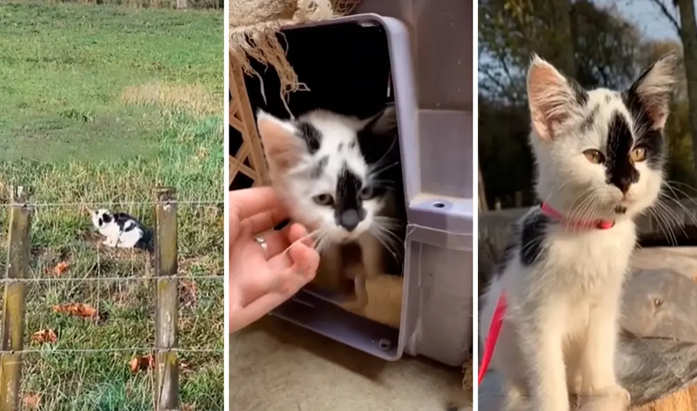 Unos jóvenes se encargaron de cuidar a un indefenso animal en su casa debido a que estaba desnutrido y rondaba solo por los alrededores de su vecindario. Foto: captura de YouTube Unos jóvenes se encargaron de cuidar a un indefenso animal en su casa debido a que estaba desnutrido y rondaba solo por los alrededores de su vecindario. Foto: captura de YouTube