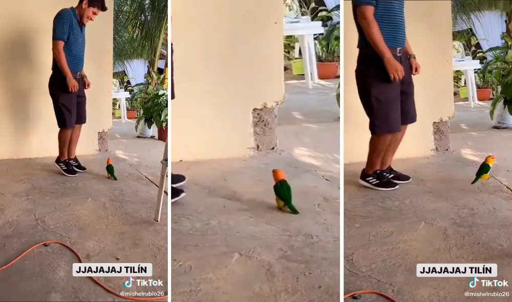 El lorito acaparó todas las miradas en redes sociales convirtiéndose en un fenómeno en la web. Foto: captura de TikTok El lorito acaparó todas las miradas en redes sociales convirtiéndose en un fenómeno en la web. Foto: captura de TikTok