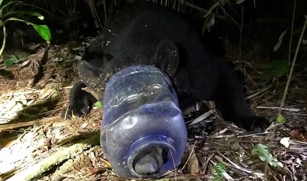 Una osa de 113 kilos ha sido rescatada luego de deambular por 28 días con un recipiente de plástico atascado en la cabeza. Foto y video: Florida Fish and Wildlife