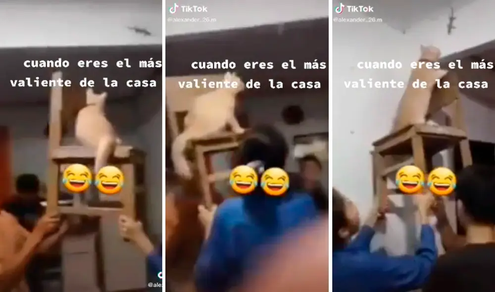 El minino se llevó las palmas en redes por su gran habilidad para cazar. Foto: captura de TikTok El minino se llevó las palmas en redes por su gran habilidad para cazar. Foto: captura de TikTok