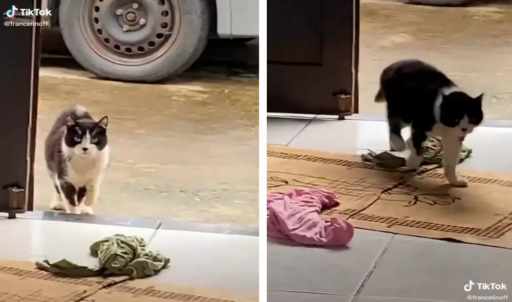 El gatito se ganó el premio a la mejor actuación señalaron algunos usuarios en redes sociales. Foto: captura de TikTok
