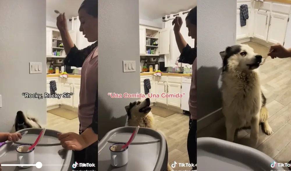 El tierno perro se sentó obedientemente para que su dueña pueda alimentarlo en la boca con su propia cuchara. Foto: captura de TikTok