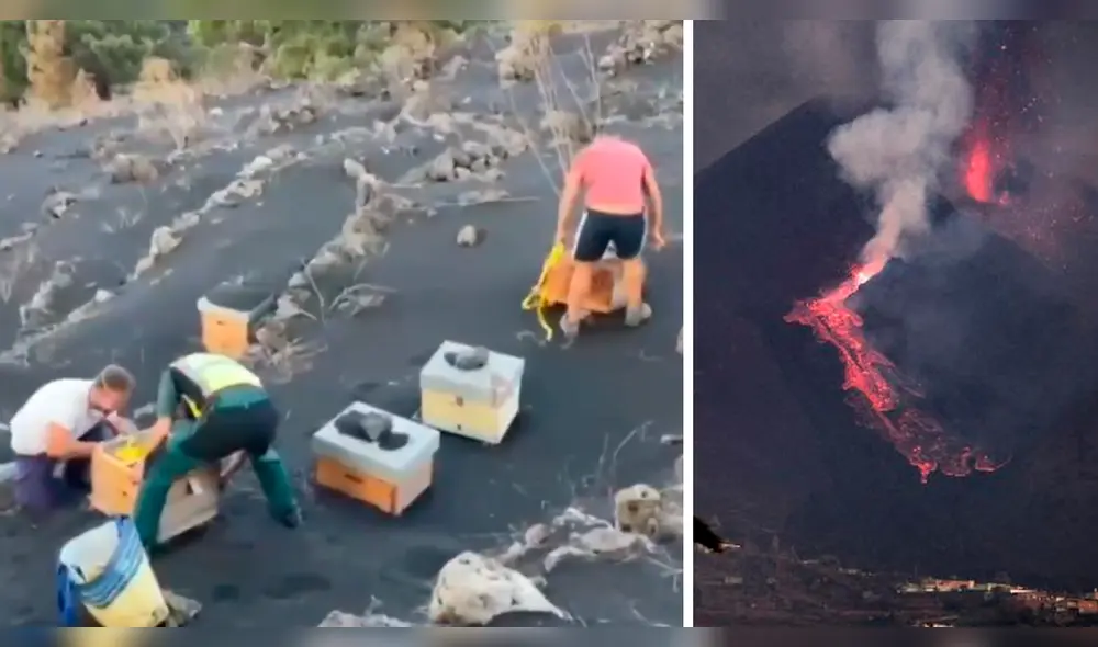 Momentos del rescate de las colmenas de abejas que estuvieron enterradas bajo las cenizas del volcán de La Palma. Foto: composición/EFE-Guardia Civil España