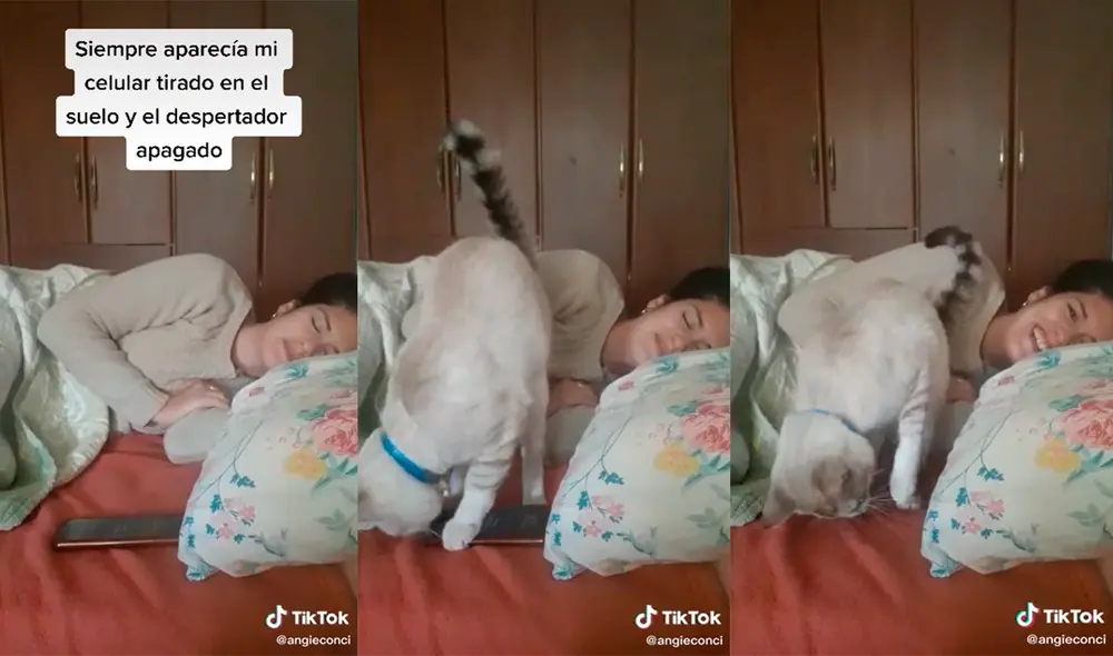 El minino logró divertir a miles de usuarios con su insólito comportamiento. Foto: captura de TikTok El minino logró divertir a miles de usuarios con su insólito comportamiento. Foto: captura de TikTok