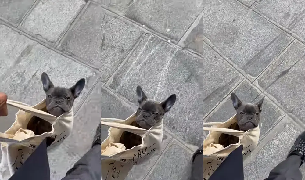 La adorable mascota Ruby tiene tan solo unos meses de nacida. Foto: captura de YouTube La adorable mascota Ruby tiene tan solo unos meses de nacida. Foto: captura de YouTube