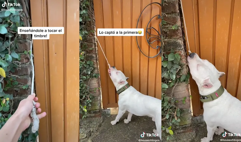 El curioso animal jala muy fuerte la cuerda que emite el sonido del timbre. Foto: captura de TikTok