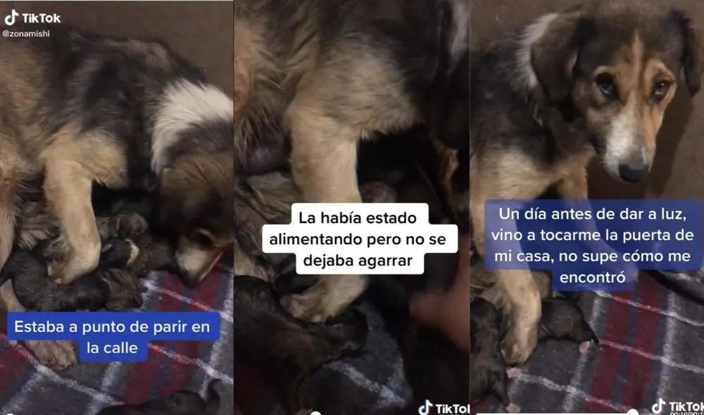Los usuarios quedaron conmovidos con la mirada de la perrita que mostraba temor, pero que a pesar de ello, buscó ayuda a esta joven.  Foto: captura de TikTok