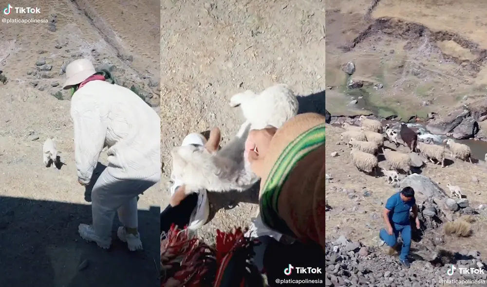 Los tres jóvenes acariciaron al pequeño cordero que los acompañó. Foto: captura de TikTok