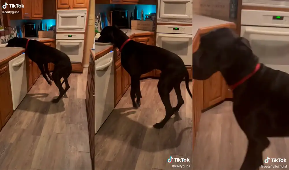 El can tomó por sorpresa a la mujer, quien lo reprendió por su tierna travesura. Foto: captura de TikTok