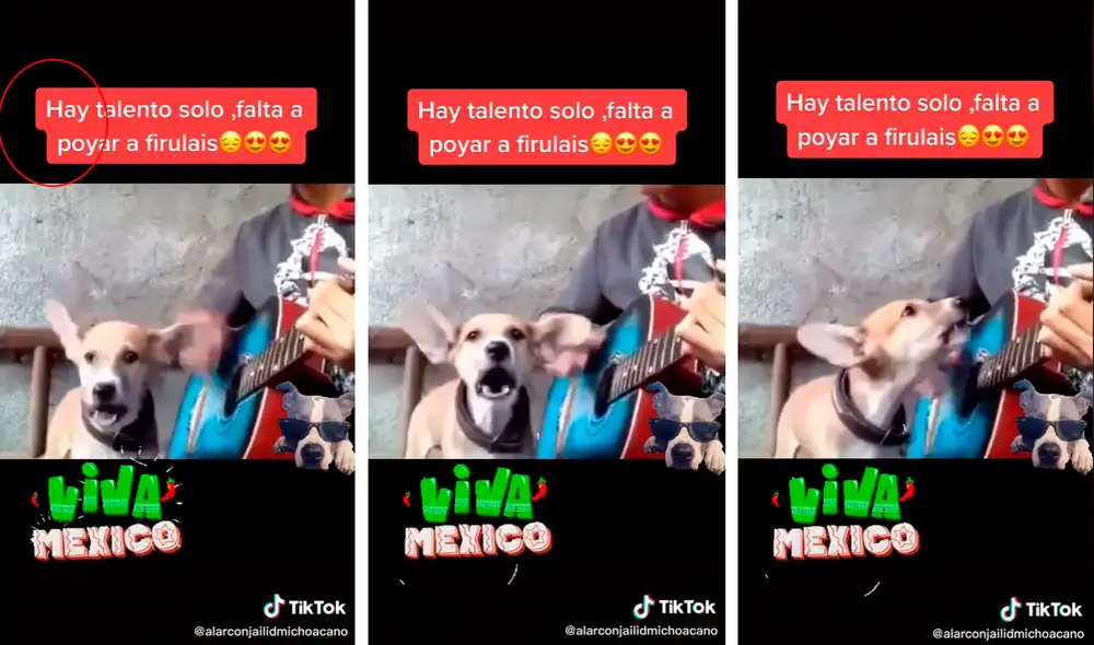 El perrito brindó un recital encantando a los usuarios en redes sociales. Foto: captura de TikTok El perrito brindó un recital encantando a los usuarios en redes sociales. Foto: captura de TikTok