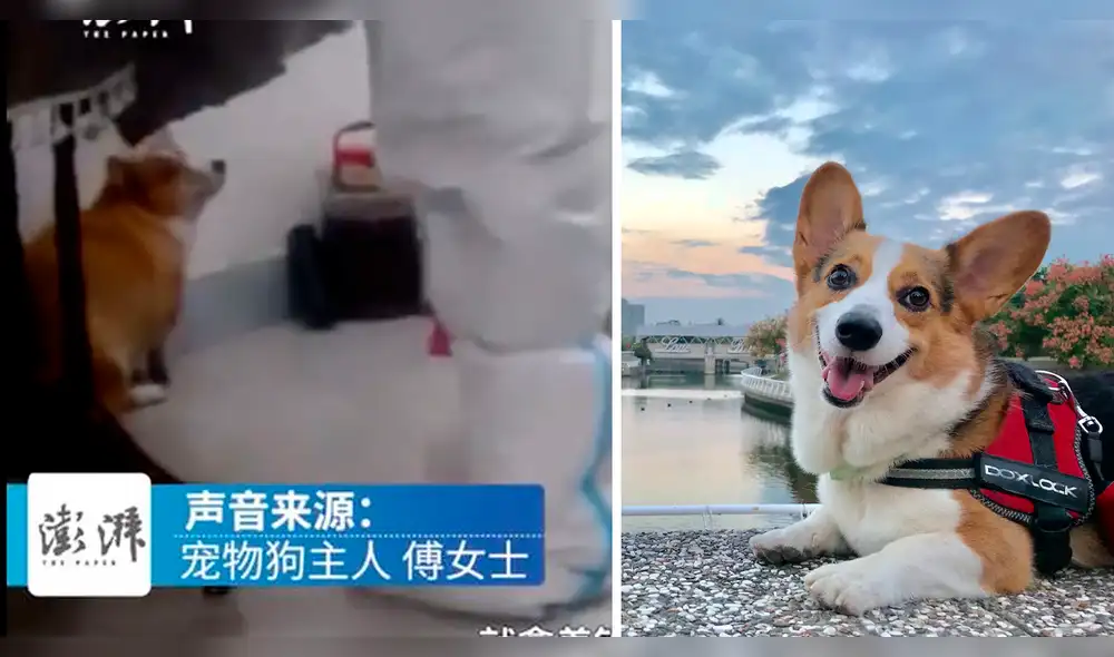 El caso del perro de raza corgi ha generado críticas a las autoridades sanitarias del distrito de Xinzou de Shangrao. Foto: composición/Weibo-TofuCorgi