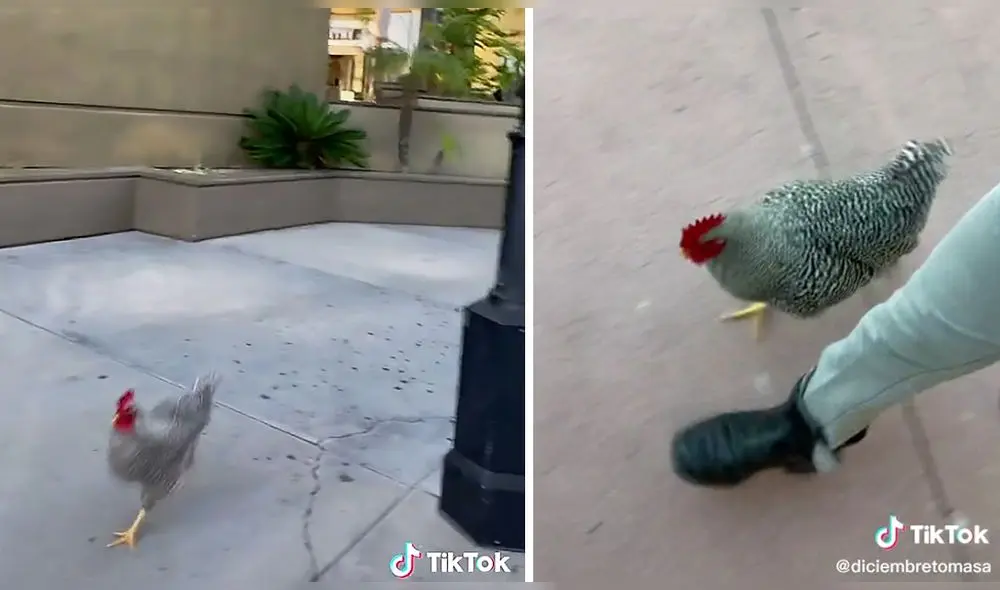 Un clip publicado por el usuario de TikTok @diciembretomasa ha conseguido casi dos millones de reproducciones. Foto: captura de TikTok
