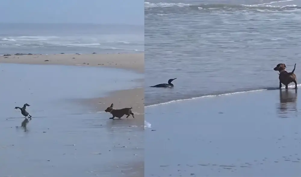 El perrito detrás del ave intentando atraparlo. Foto: captura de YouTube
