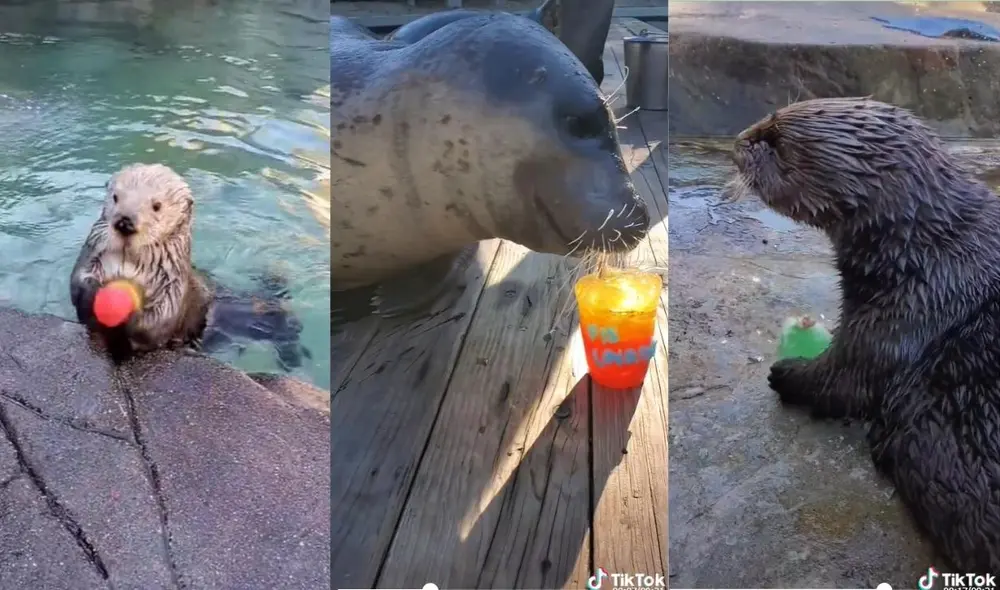 La usuaria no deja de compartir en sus redes los trends que hace con algunos animales y cómo es que los alimenta día a día. Video: captura de TikTok