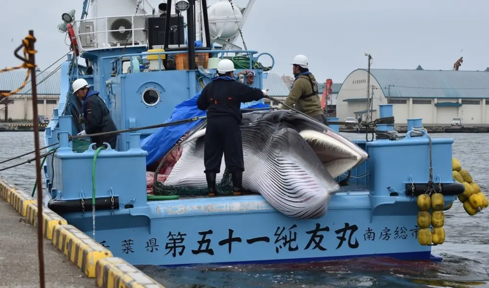Ballena minke en un barco de pesca en un puerto de Hokkaido, Japón. Foto: Kazuhiro Nogi / AFP